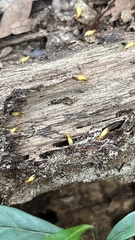 Globitermes sulphureus