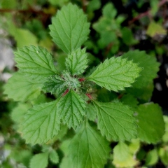 Forsskaolea tenacissima