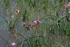 Crinum campanulatum