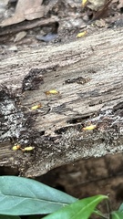 Globitermes sulphureus