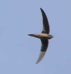 Cypsiurus balasiensis