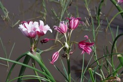 Crinum campanulatum