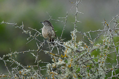 Cercotrichas coryphoeus