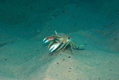Ovalipes australiensis