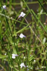 Lindernia parviflora