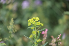 Euphorbia cyparissias