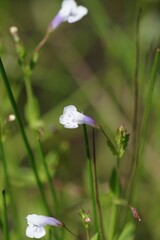 Lindernia parviflora