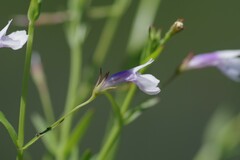 Lindernia parviflora