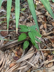 Endodeca serpentaria