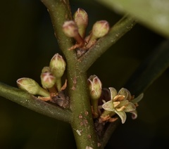 Myrsine seguinii