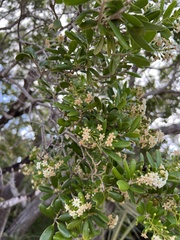 Jacquinia keyensis