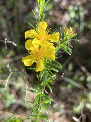 Hypericum limosum