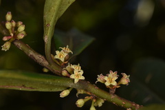 Myrsine seguinii