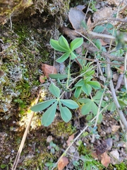Lupinus hispanicus