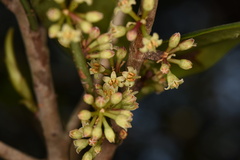 Myrsine seguinii