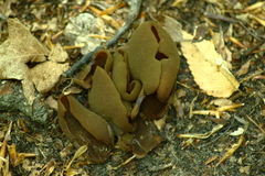 Phylloscypha phyllogena