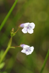 Lindernia parviflora
