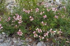 Ononis fruticosa