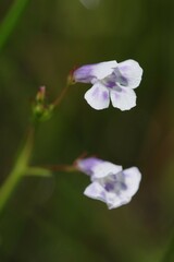 Lindernia parviflora