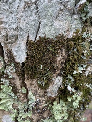 Frullania