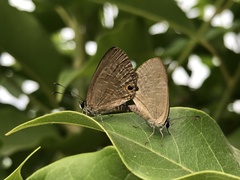 Jamides bochus formosanus