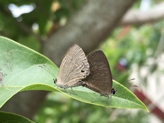 Jamides bochus formosanus