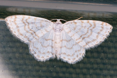 Asthena albulata