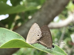 Jamides bochus formosanus