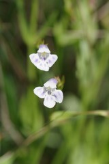 Lindernia parviflora