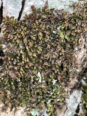 Frullania