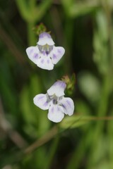 Lindernia parviflora