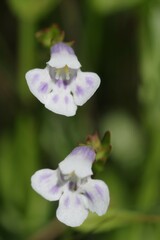 Lindernia parviflora