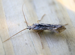 Nemotaulius hostilis