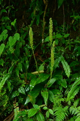 Goodyera procera