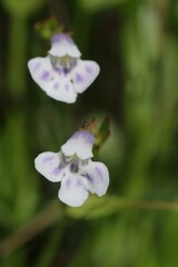 Lindernia parviflora