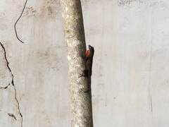 Anolis sagrei