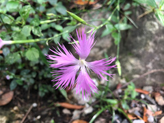 Dianthus longicalyx