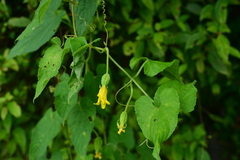 Thladiantha punctata