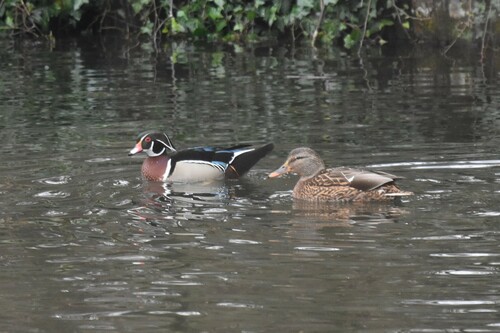 Pato joyuyo (Aix sponsa)