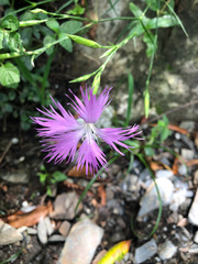 Dianthus longicalyx