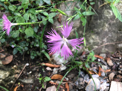 Dianthus longicalyx