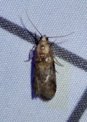 Acrobasis angusella