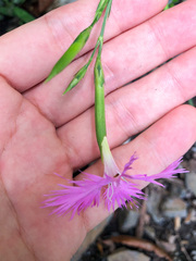 Dianthus longicalyx