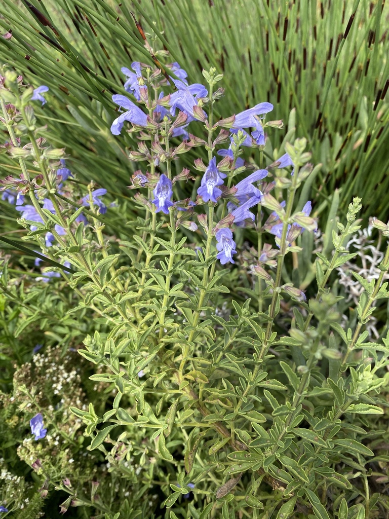 Salvia muirii × schlechteri