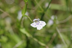 Lindernia parviflora