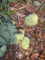 Cladonia evansii