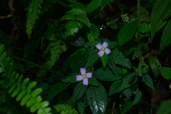 Sarcopyramis napalensis