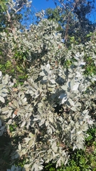 Conocarpus erectus sericeus