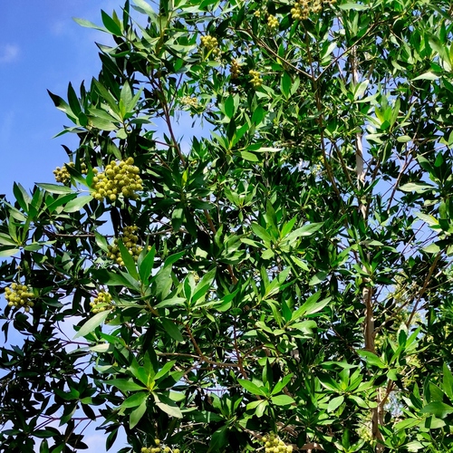 Conocarpus lancifolius, photograph 4