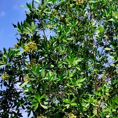 Conocarpus lancifolius
